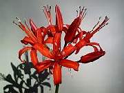 Nerine Fothergill Major